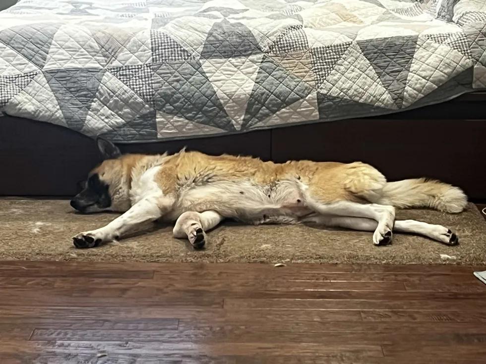 Enlarge Akirra, a ADOPTABLE Akita in Roy, UT image 4/5