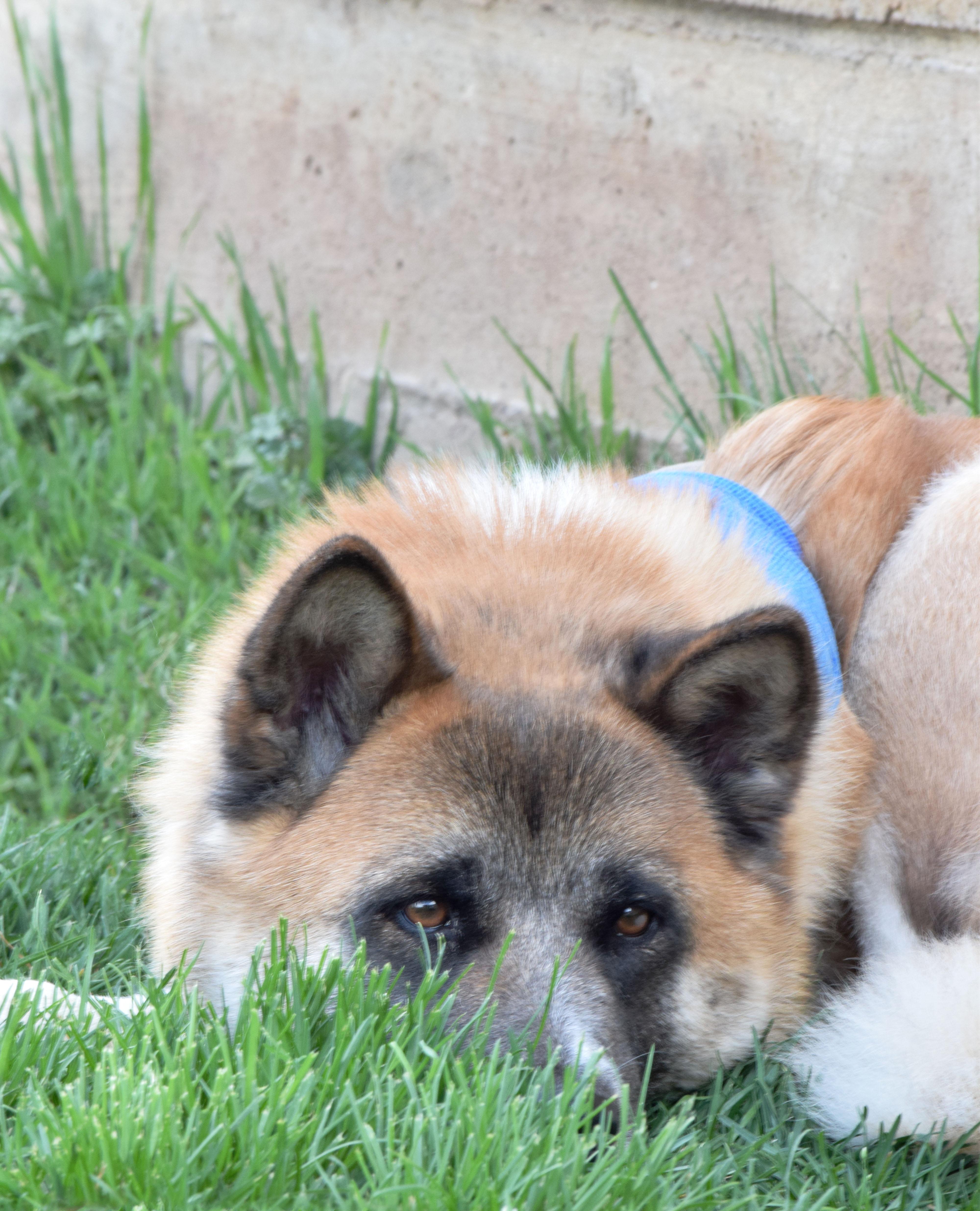 Enlarge Akirra, a ADOPTABLE Akita in Roy, UT image 4/4