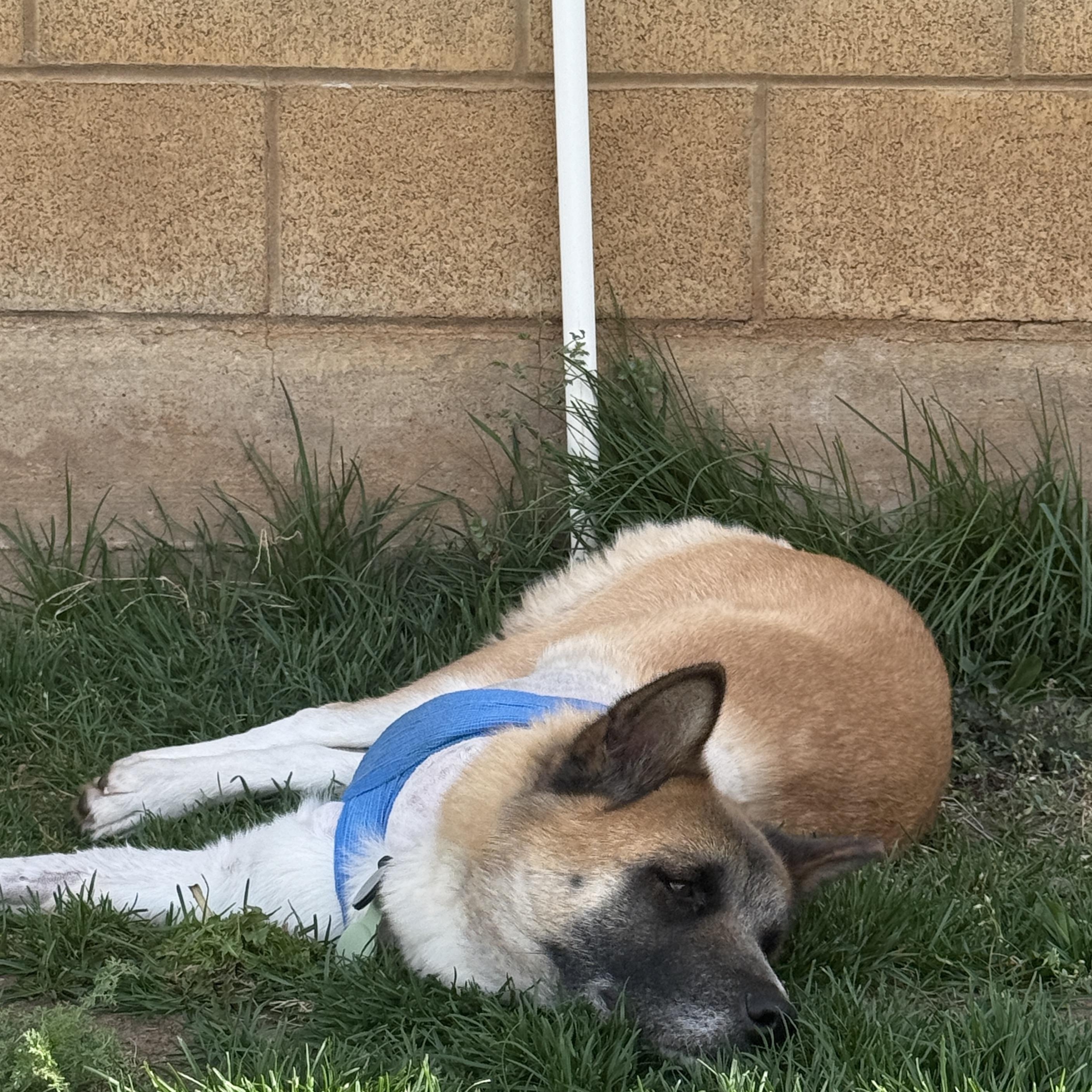 Enlarge Akirra, a ADOPTABLE Akita in Roy, UT image 3/5