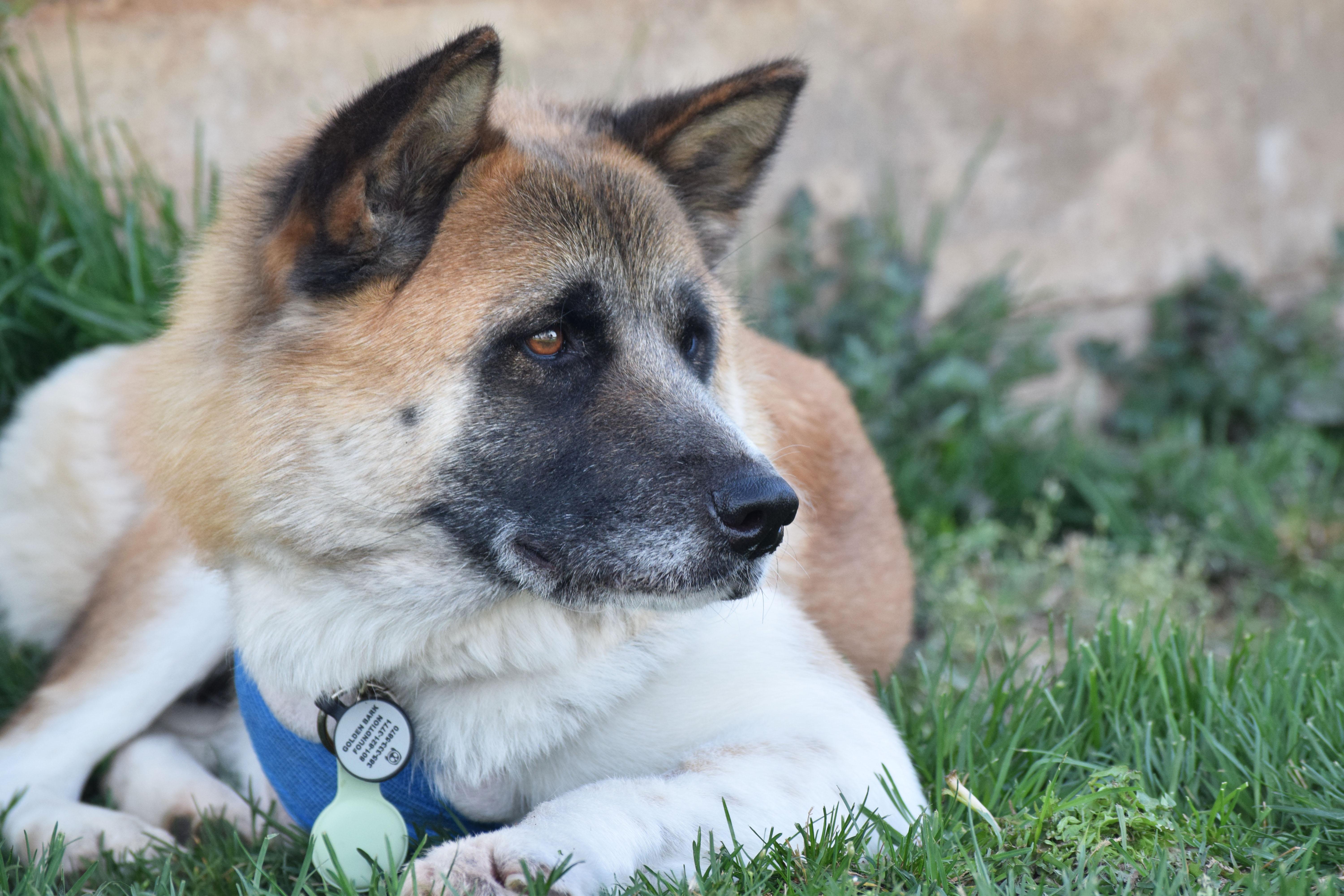 Enlarge Akirra, a ADOPTABLE Akita in Roy, UT image 2/4