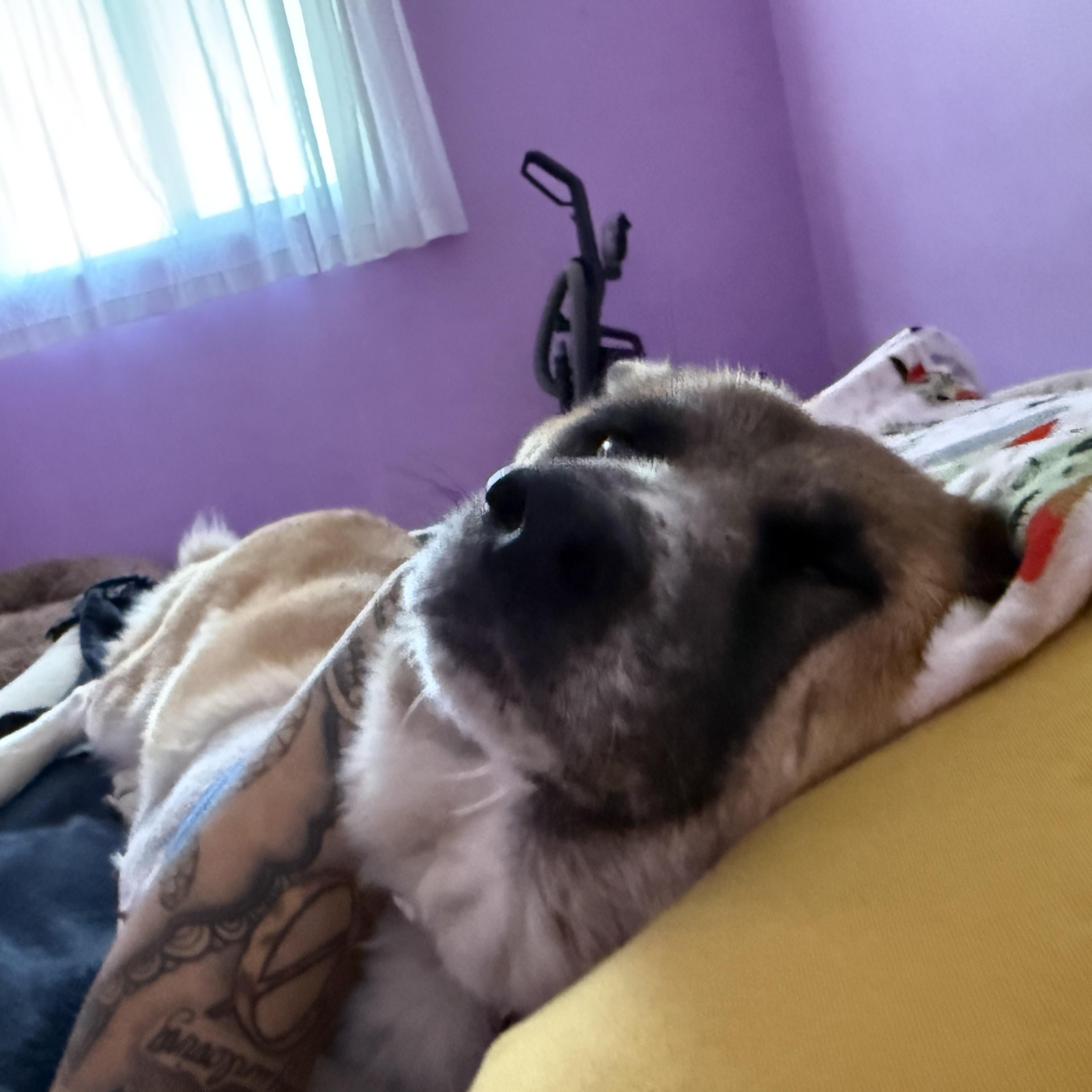 Enlarge Akirra, a ADOPTABLE Akita in Roy, UT image 2/5