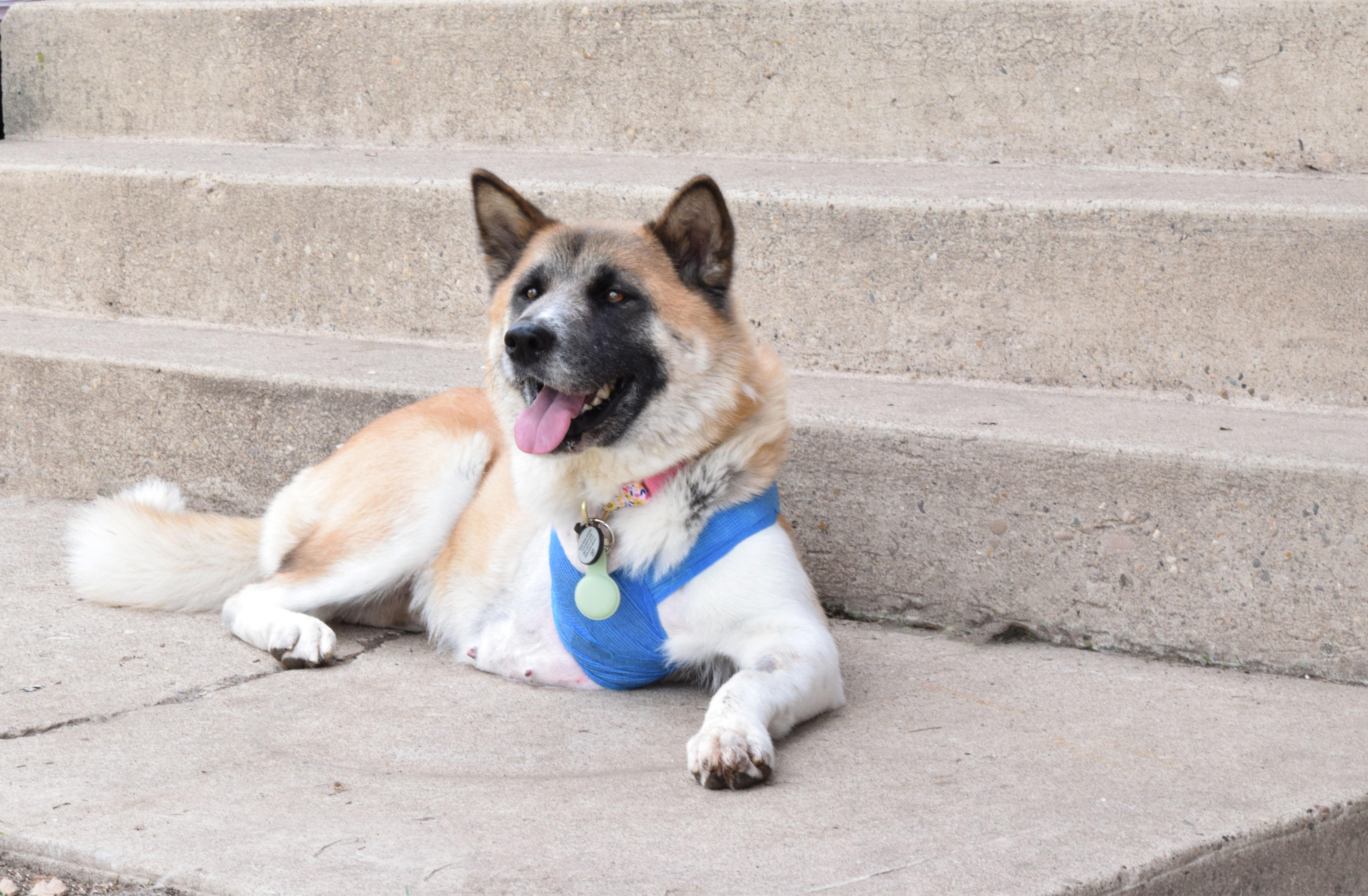 Enlarge Akirra, a ADOPTABLE Akita in Roy, UT image 1/4