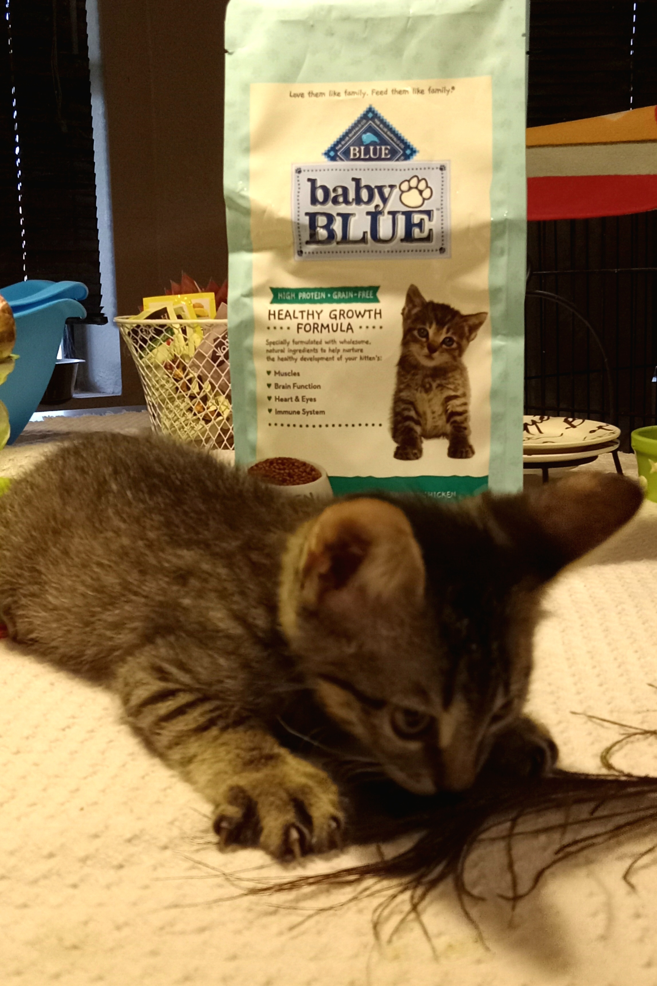 Cricket, Adopted, Kitten Male Domestic Short Hair.