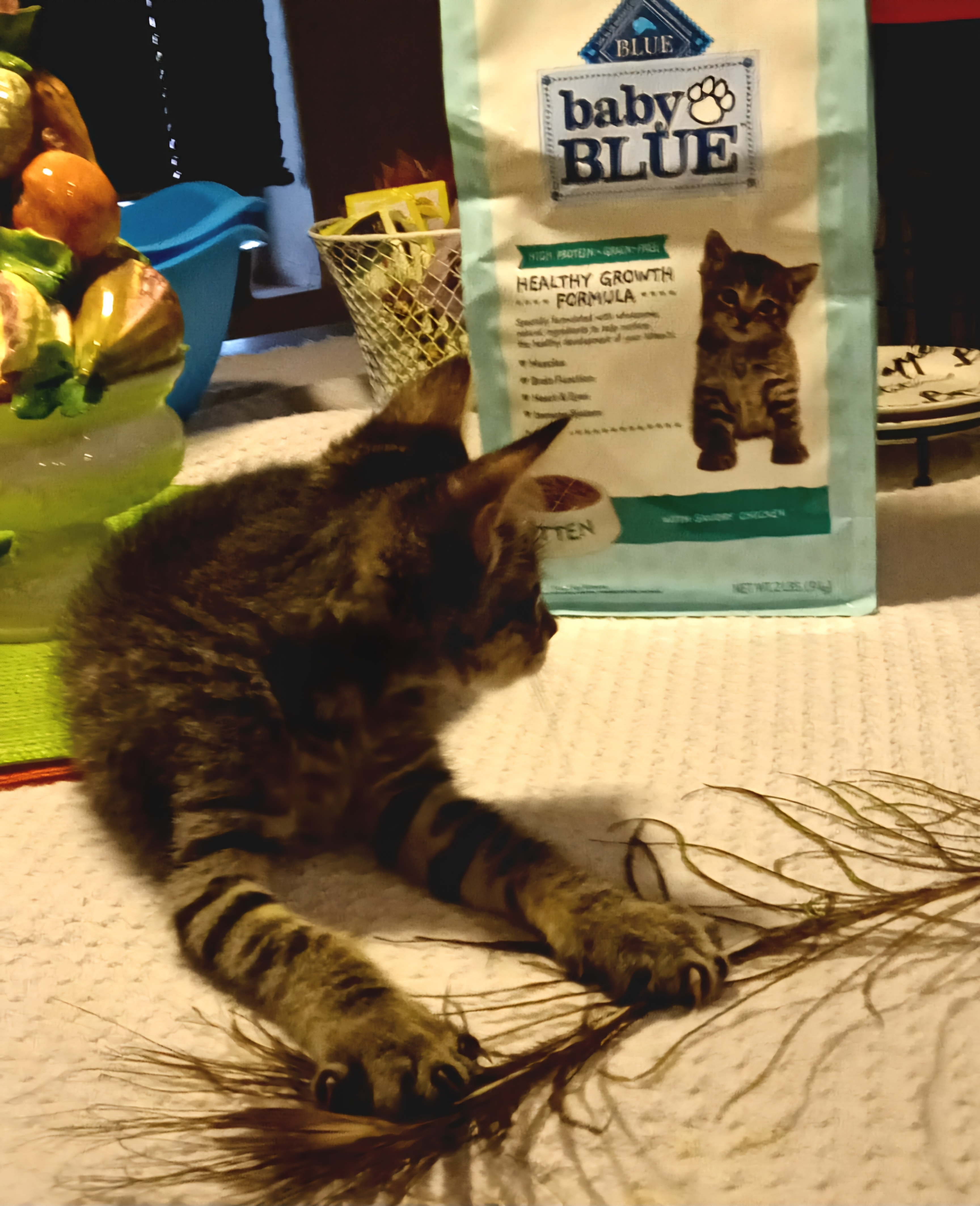 Enlarge Cricket, a Adopted Domestic Short Hair in Chandler, AZ image 2/3