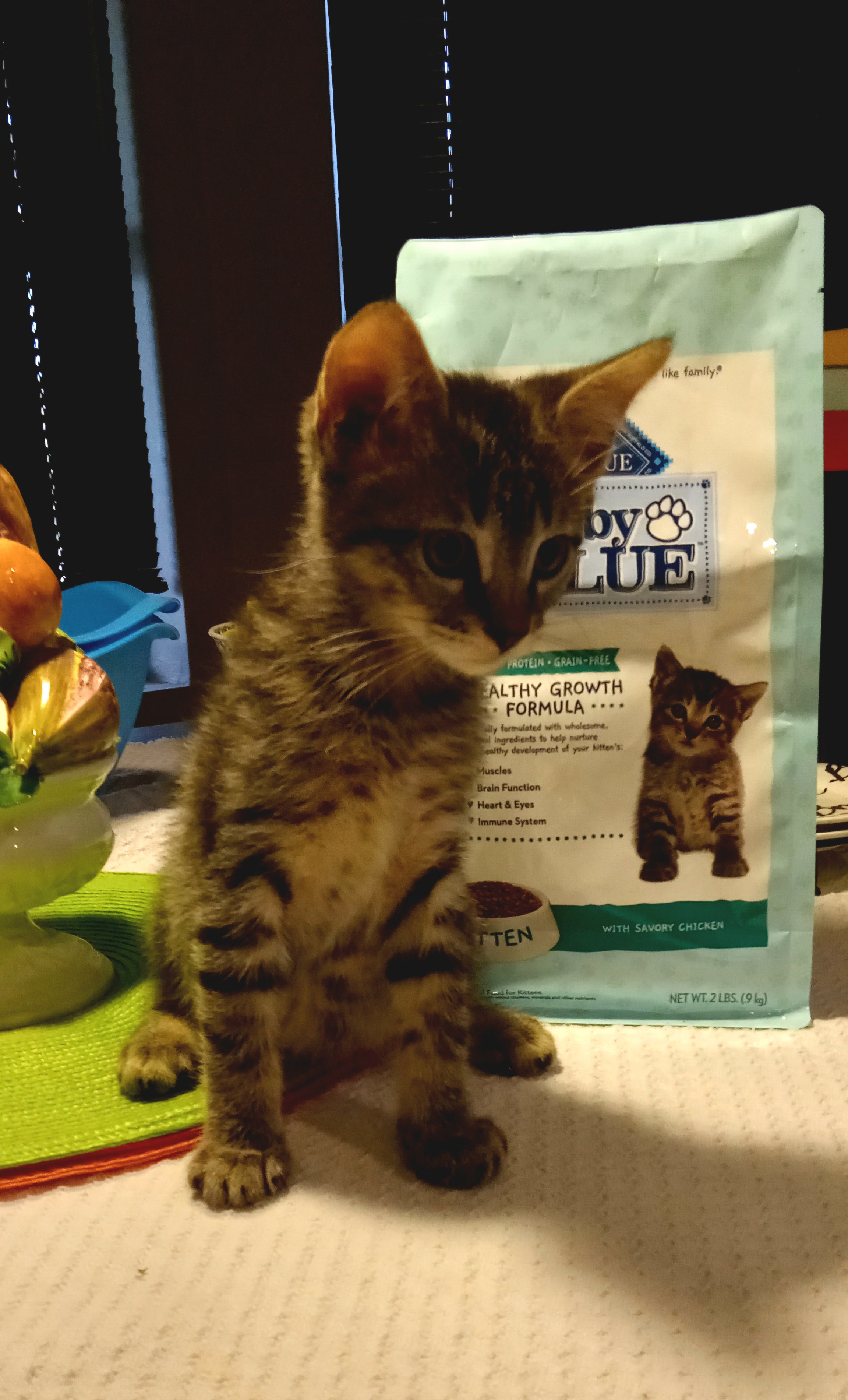 Enlarge Cricket, a Adopted Domestic Short Hair in Chandler, AZ image 3/3