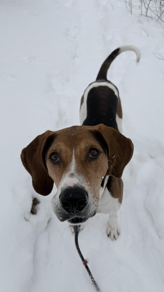 Enlarge Cooper, a Adoptable mixed breed in Kalamazoo, MI image 2/5