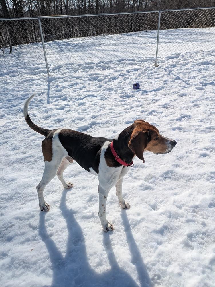 Enlarge Cooper, a Adoptable mixed breed in Kalamazoo, MI image 4/5