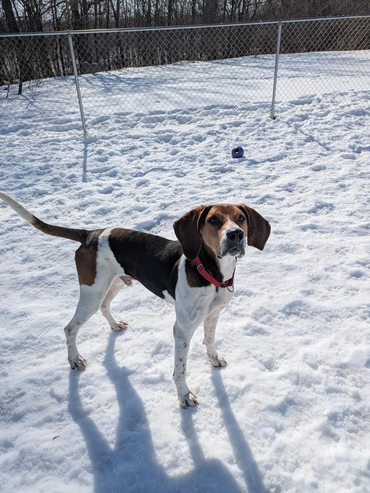 Enlarge Cooper, a Adoptable mixed breed in Kalamazoo, MI image 5/5