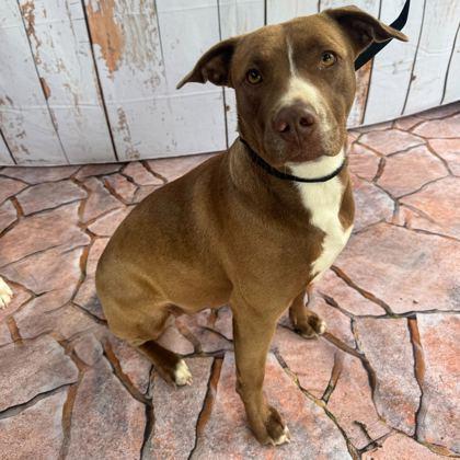 Enlarge Nala, a Adoptable mixed breed in Bryan, TX image 1/1