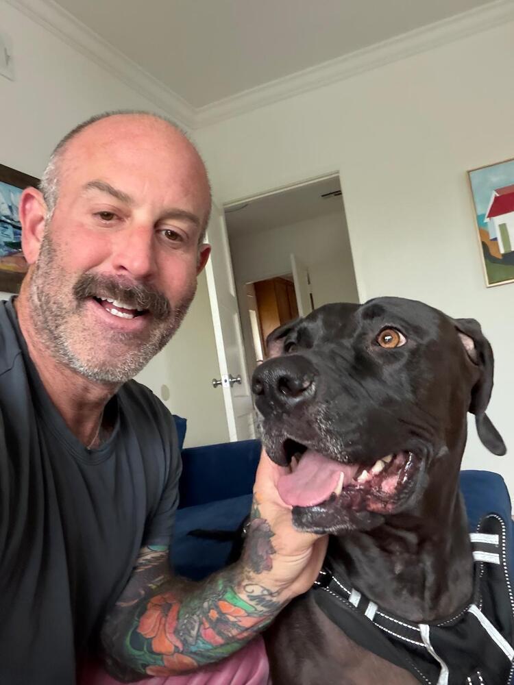 Bobby, Adoptable, Young Male Weimaraner & Labrador Retriever.