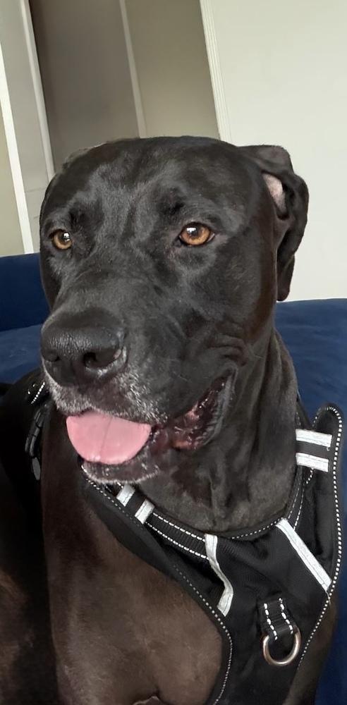 Enlarge Bobby, a Adoptable mixed breed in los angeles, CA image 2/4