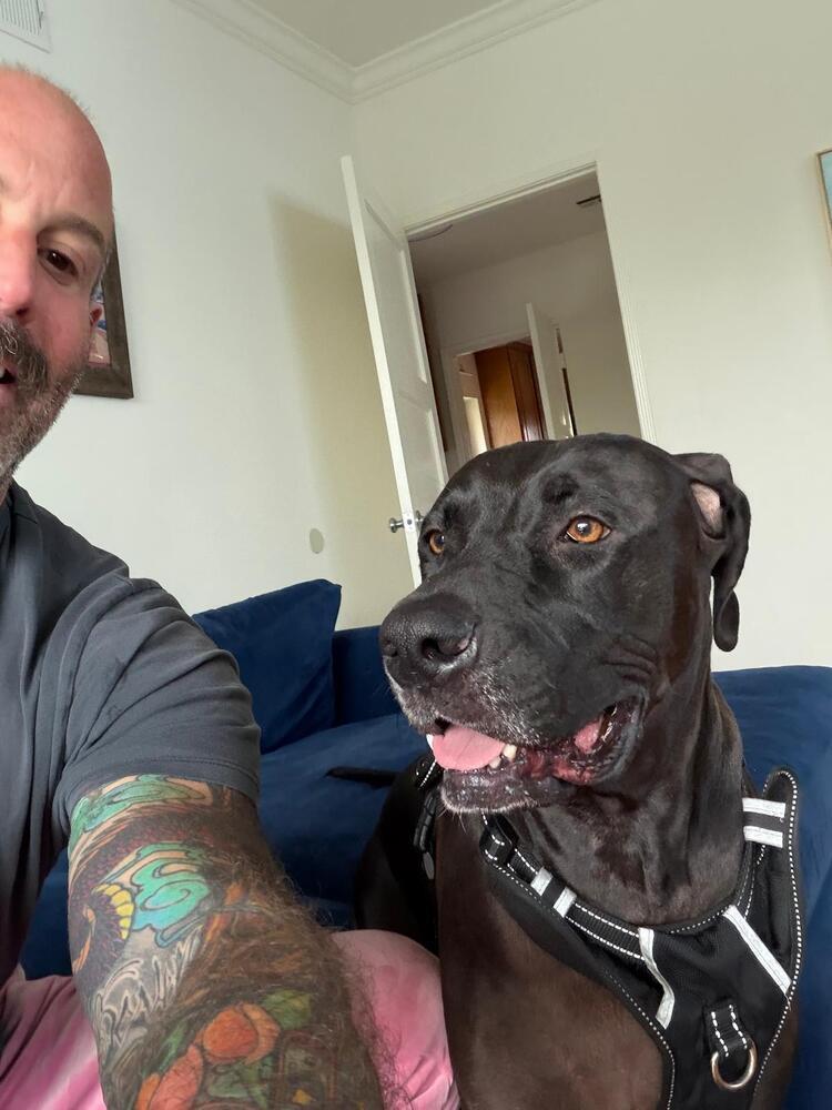 Enlarge Bobby, a Adoptable mixed breed in los angeles, CA image 3/4