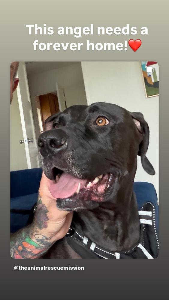 Enlarge Bobby, a Adoptable mixed breed in los angeles, CA image 4/4