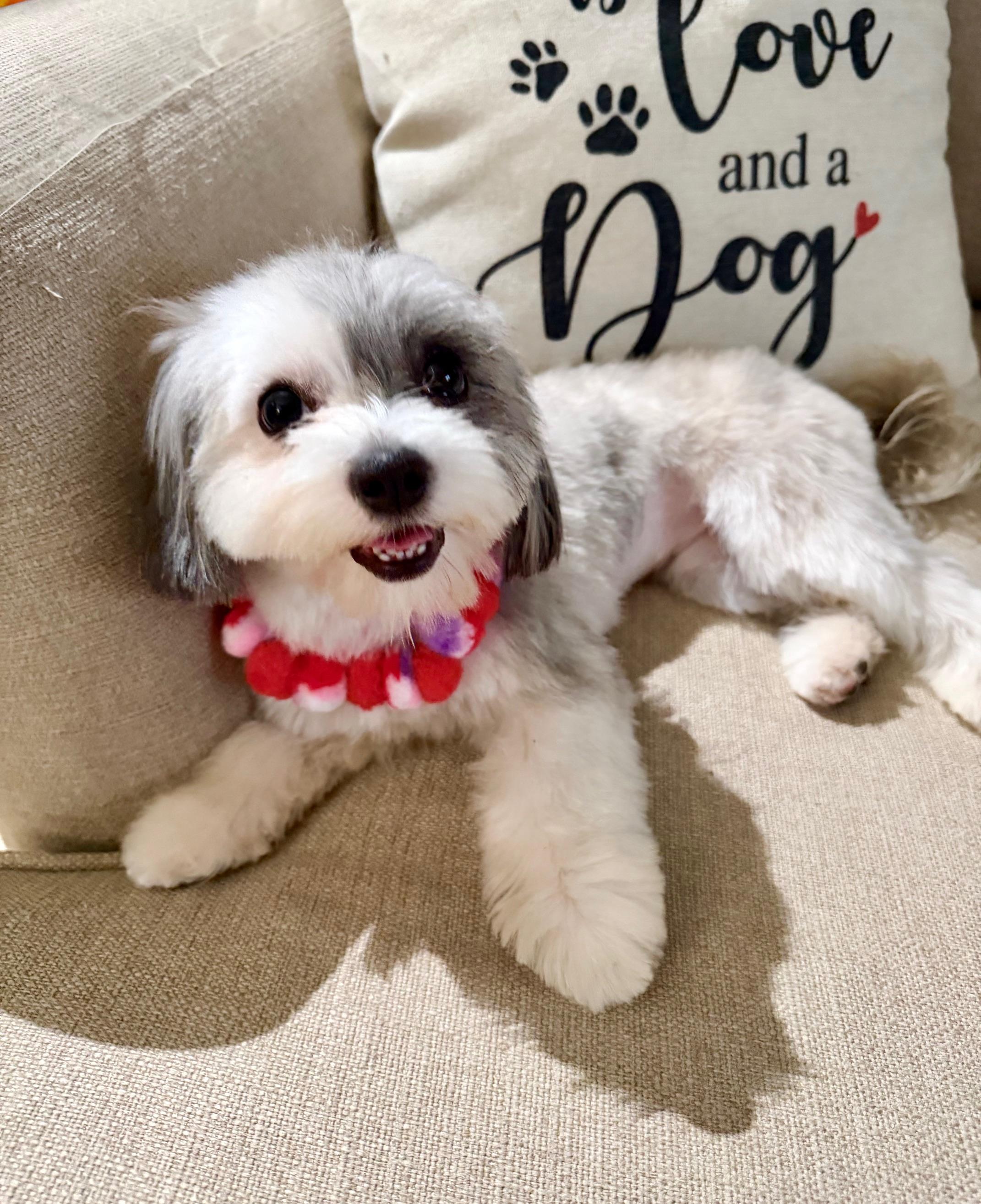 Enlarge Madison, an adopted mixed breed in Gardena, CA image 1/6
