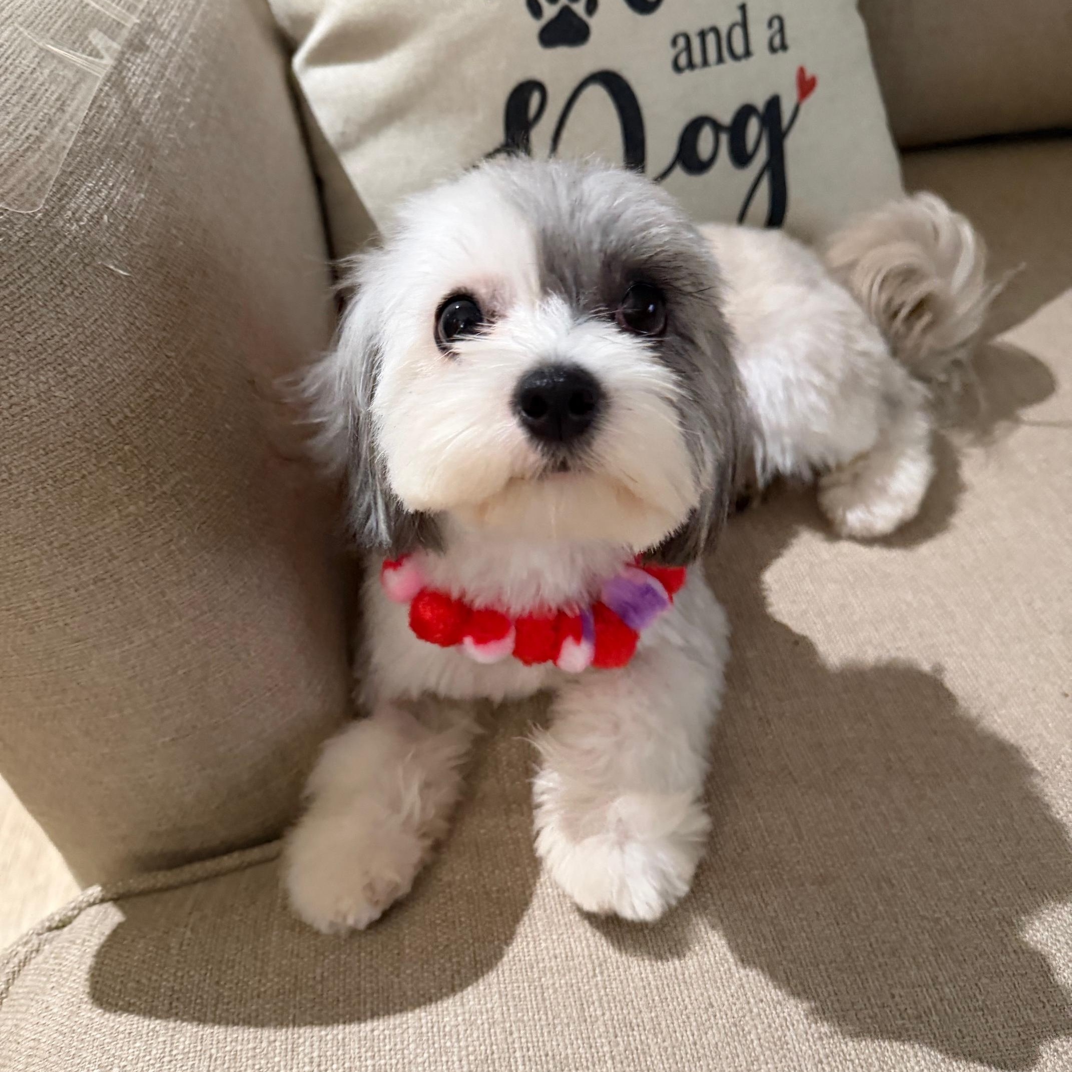 Enlarge Madison, an adopted mixed breed in Gardena, CA image 2/6