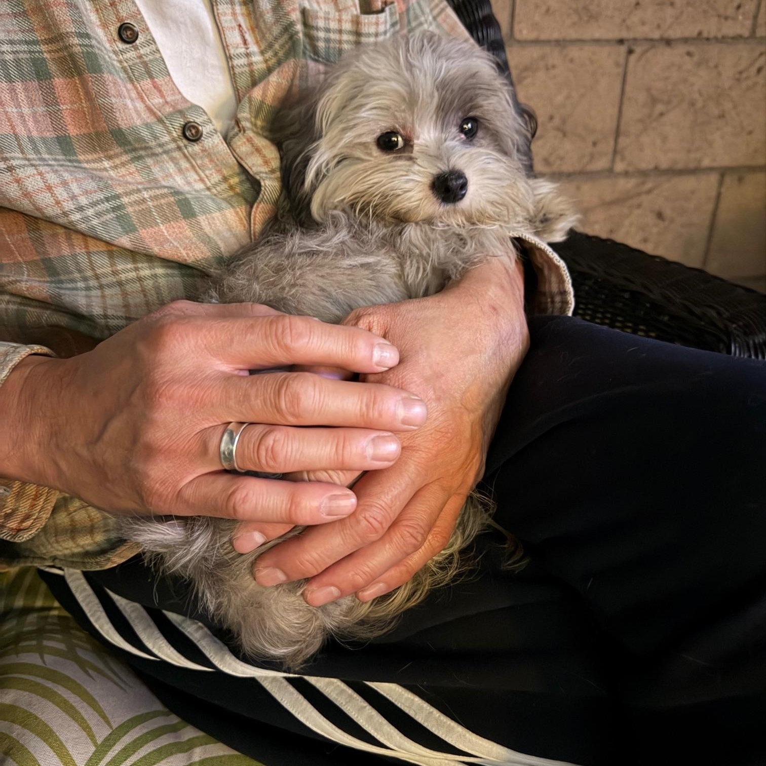 Enlarge Madison, an adopted mixed breed in Gardena, CA image 6/6