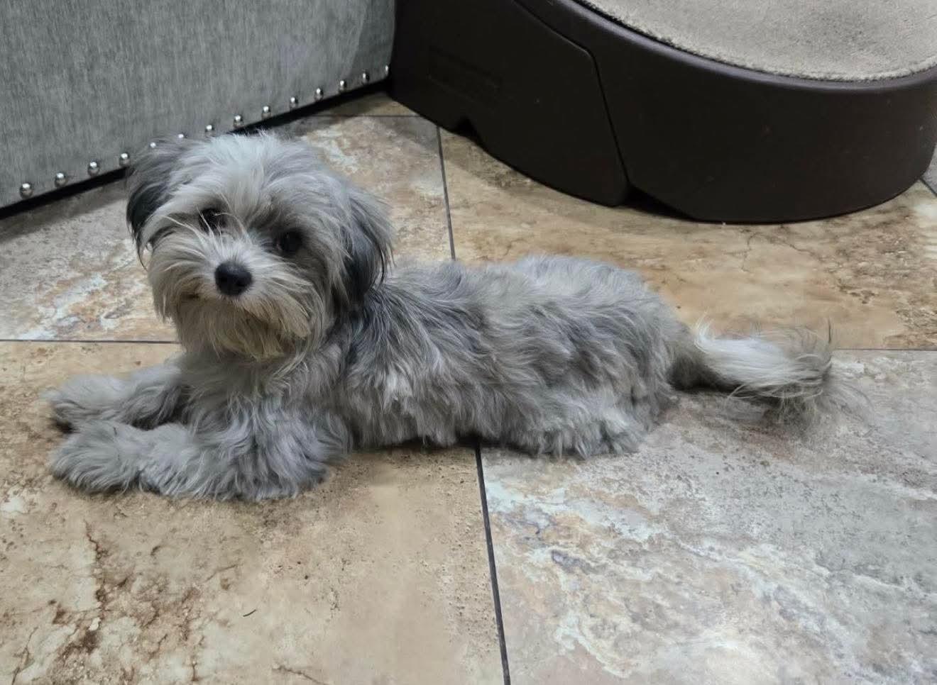 Enlarge Madison, an adopted mixed breed in Gardena, CA image 5/6
