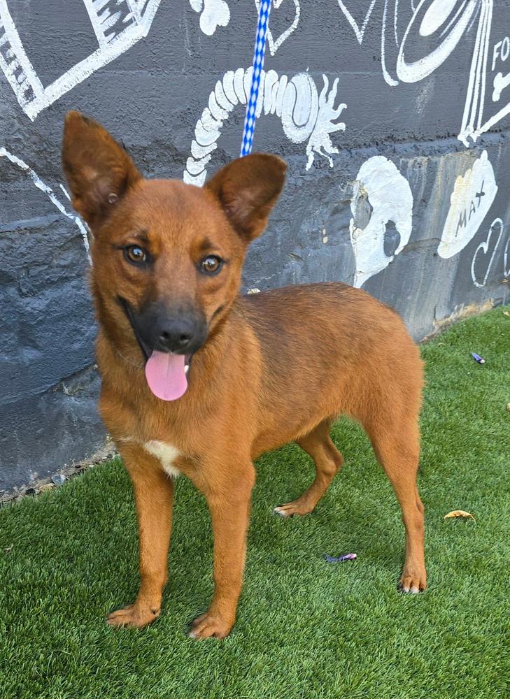 Enlarge Sphaghetti, a Adoptable mixed breed in Manhattan, NY image 1/1
