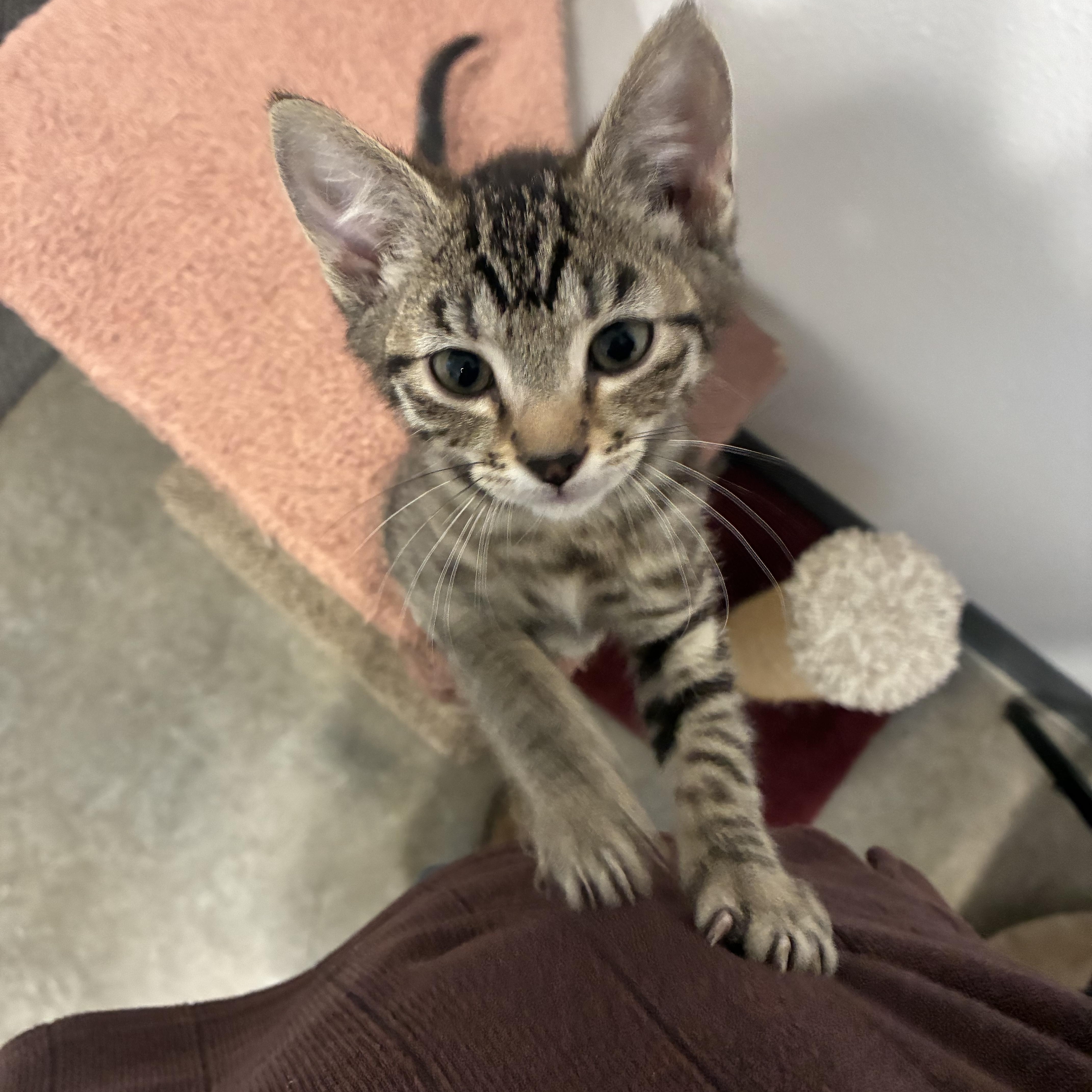 Enlarge Spud, an adopted Tabby in Bonners Ferry, ID image 3/3