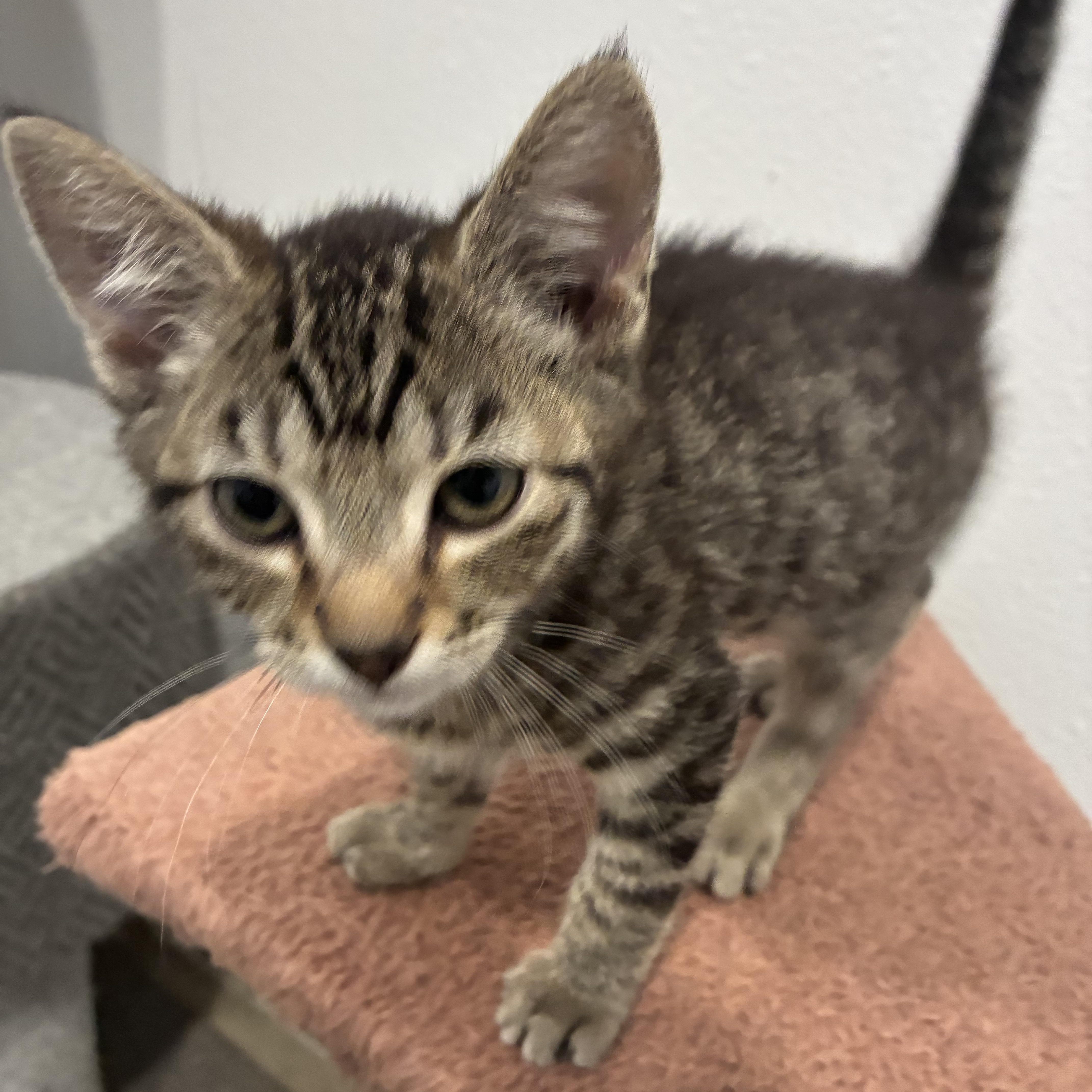 Enlarge Spud, an adopted Tabby in Bonners Ferry, ID image 2/3