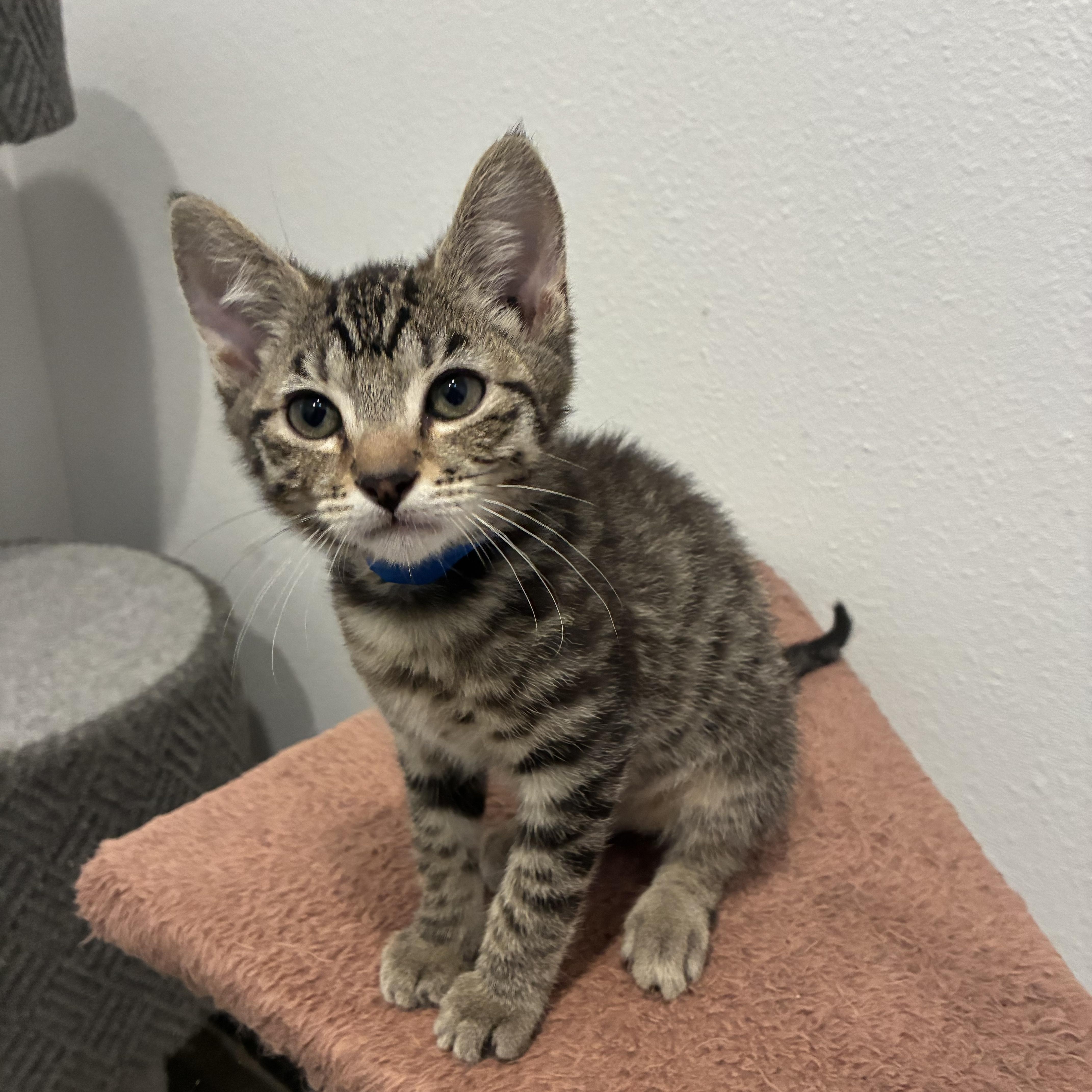 Spud, ADOPTABLE, Kitten Male Tabby.