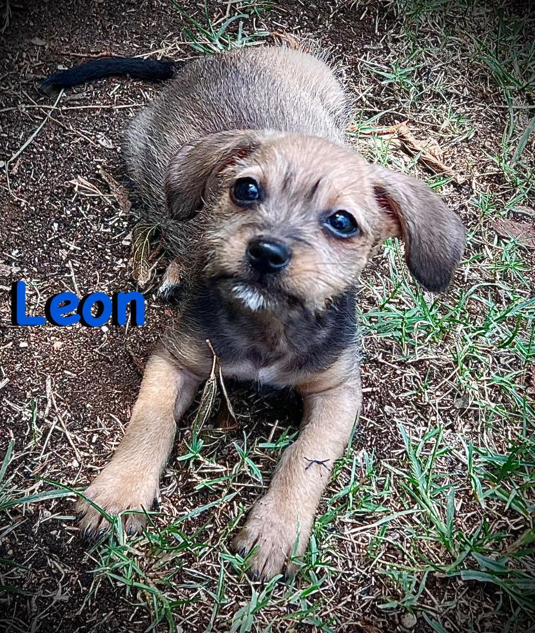 Leon, Adopted, Puppy Male Chihuahua.
