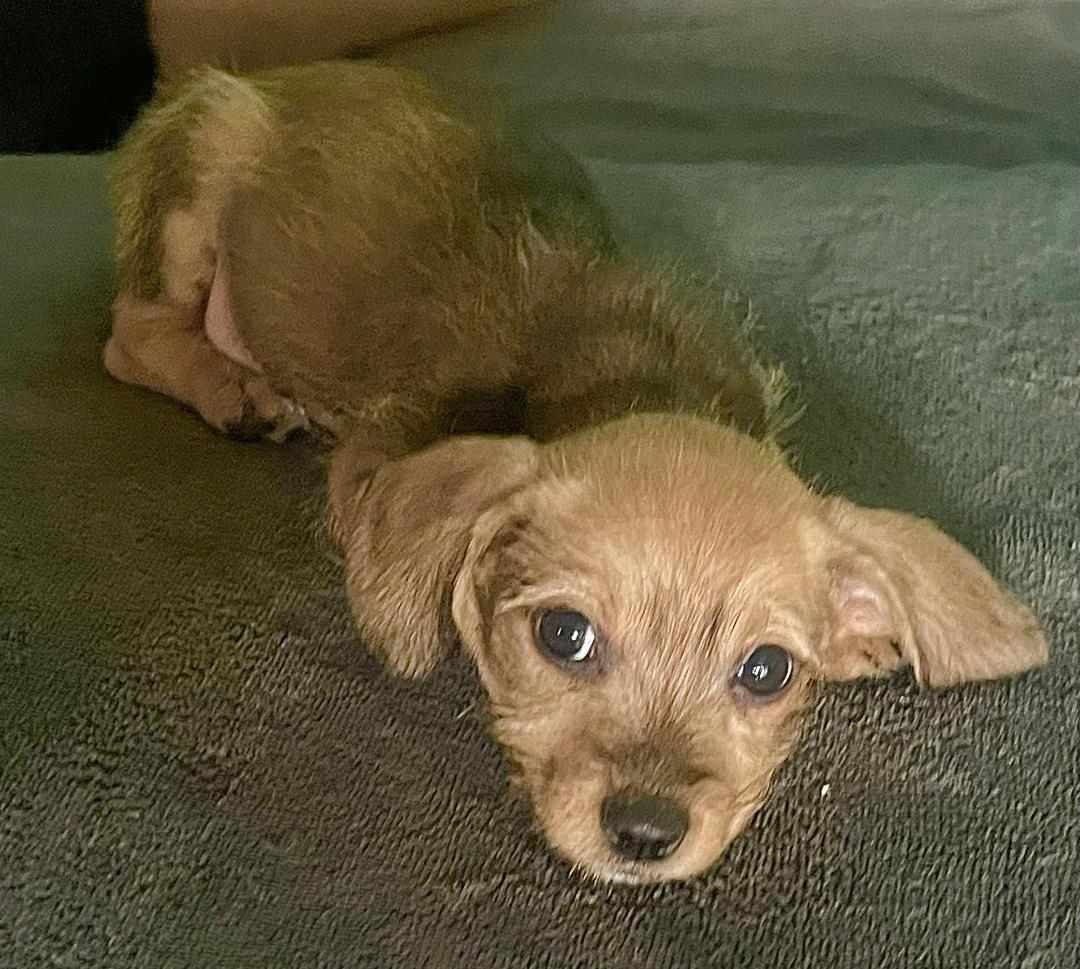 Enlarge Leon, a Adopted mixed breed in Carrollton, TX image 3/3