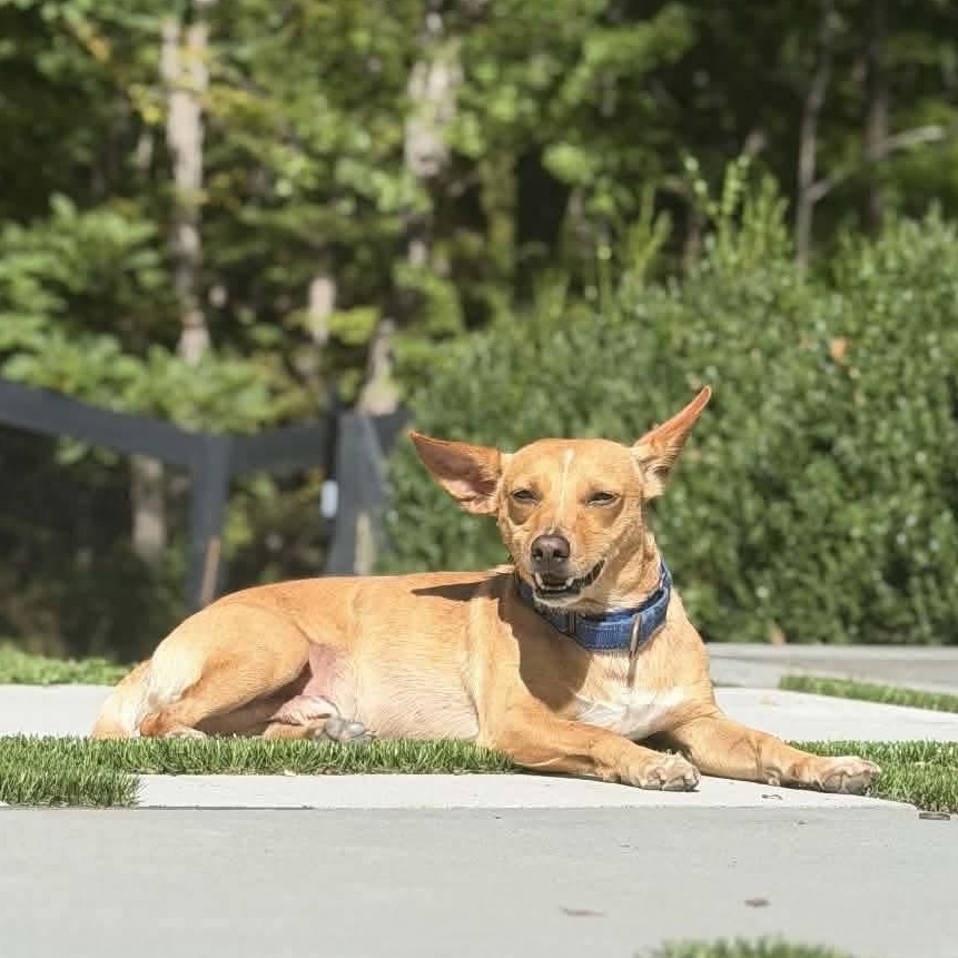 Enlarge Deacon, a Adoptable mixed breed in Ozone Park, NY image 1/5