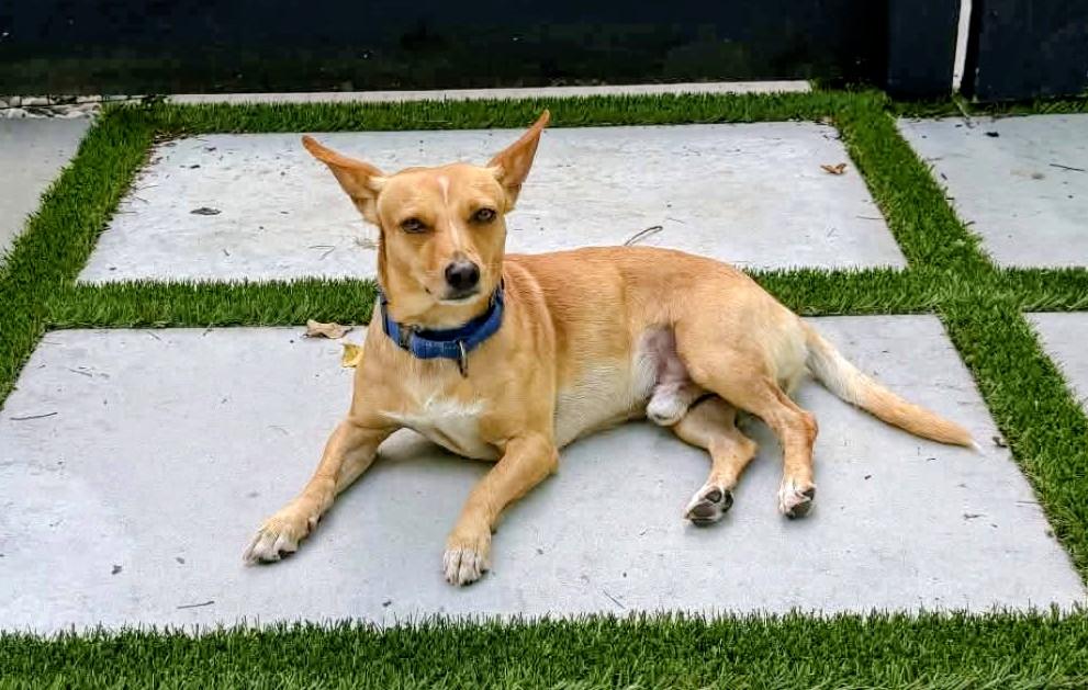 Enlarge Deacon, a Adoptable mixed breed in Ozone Park, NY image 2/5