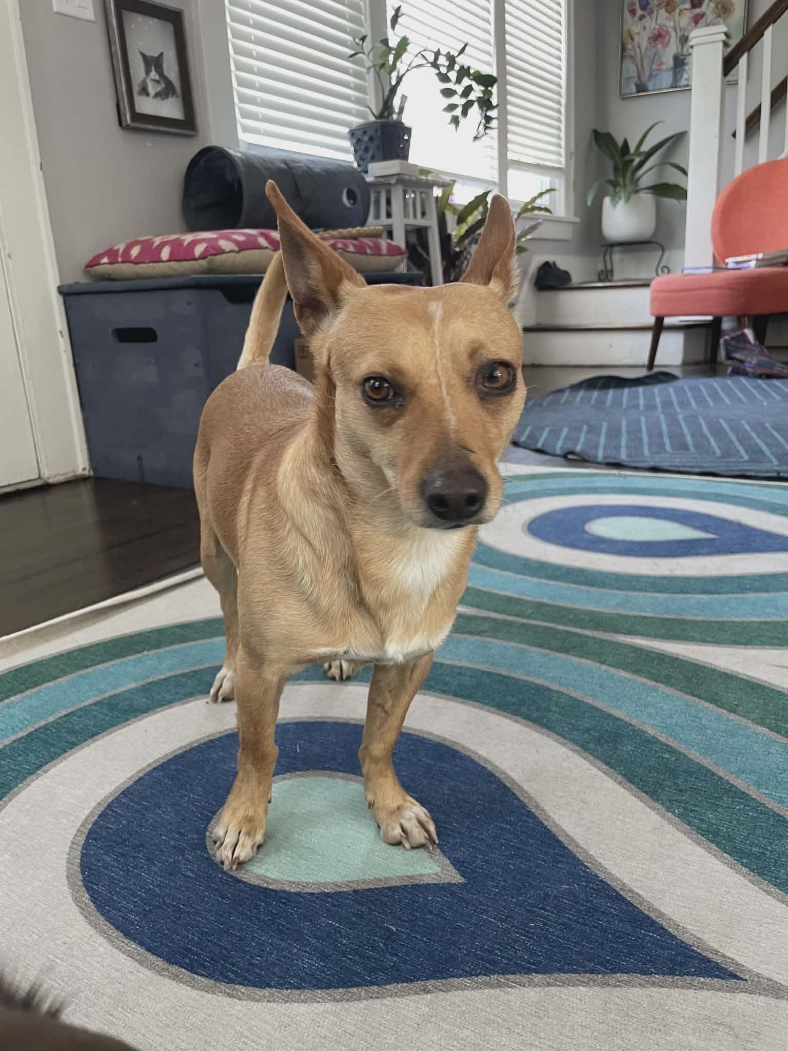 Enlarge Deacon, a Adoptable mixed breed in Ozone Park, NY image 4/5