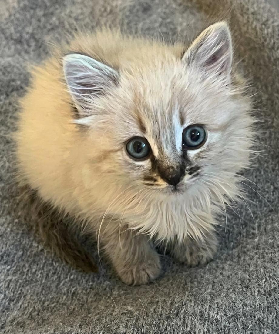 May, Adoptable, Kitten Female Siamese & Domestic Medium Hair.