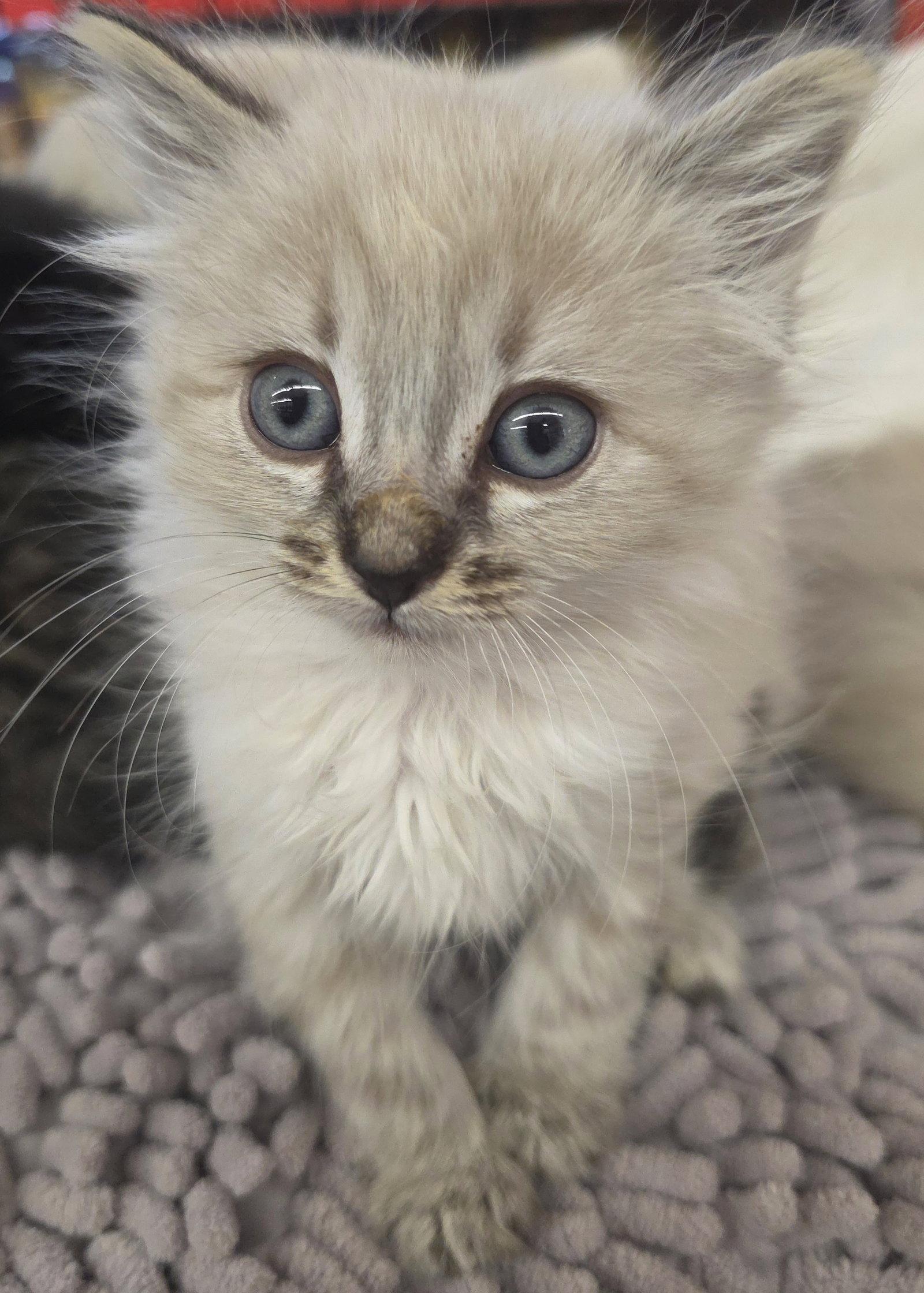 Enlarge May, a Adoptable mixed breed in Campbell, CA image 2/2