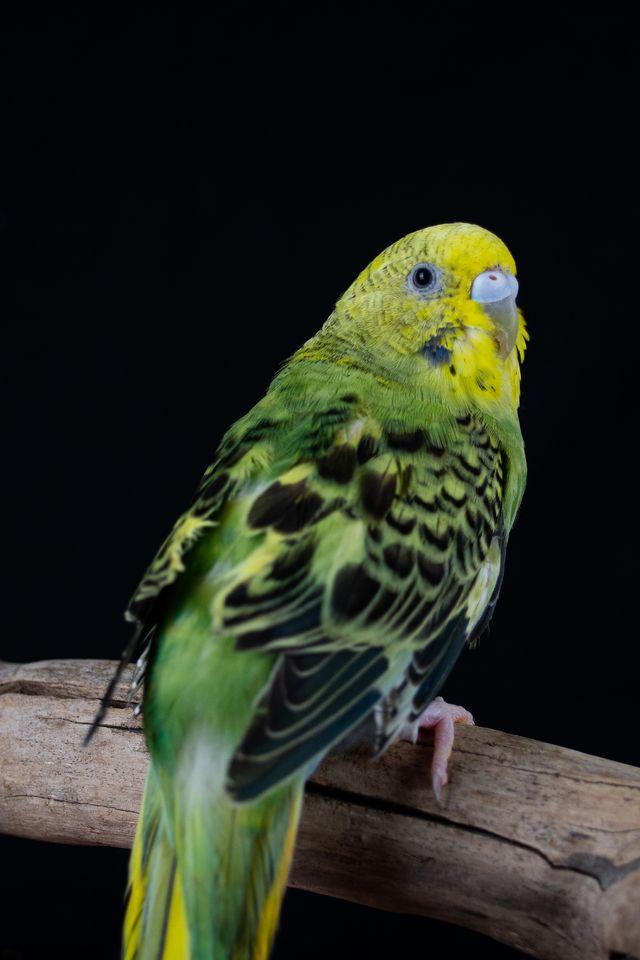 James (Green Female), Adoptable, Young Female Parakeet (Other).