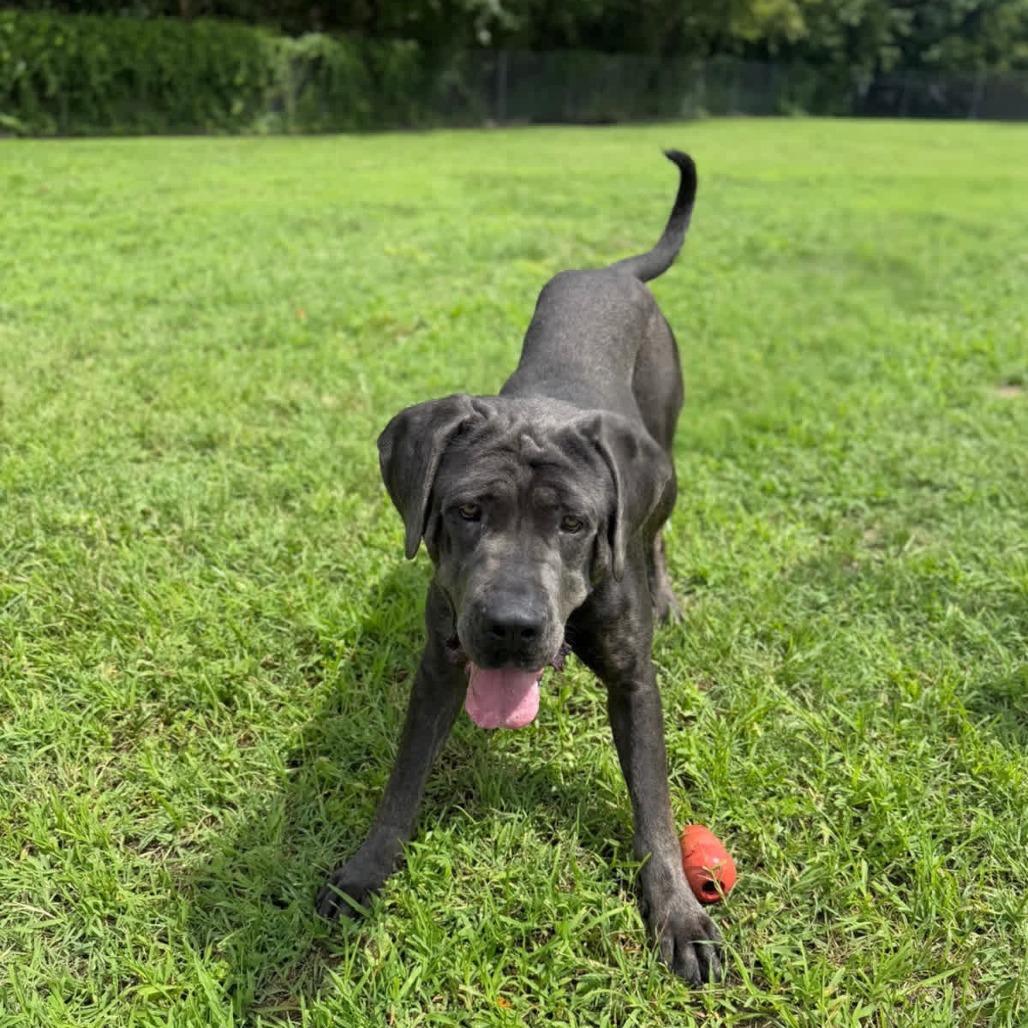 Adelaide, Adoptable, Adult Female Mastiff.