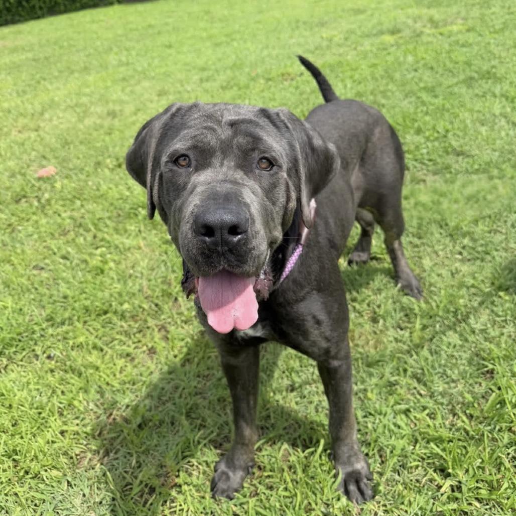 Enlarge Adelaide, a Adoptable Mastiff in Ridgely, MD image 2/6