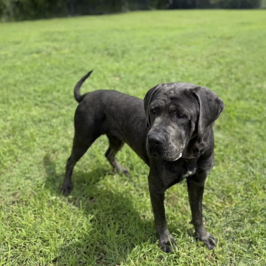 Enlarge Adelaide, a Adoptable Mastiff in Ridgely, MD image 3/6