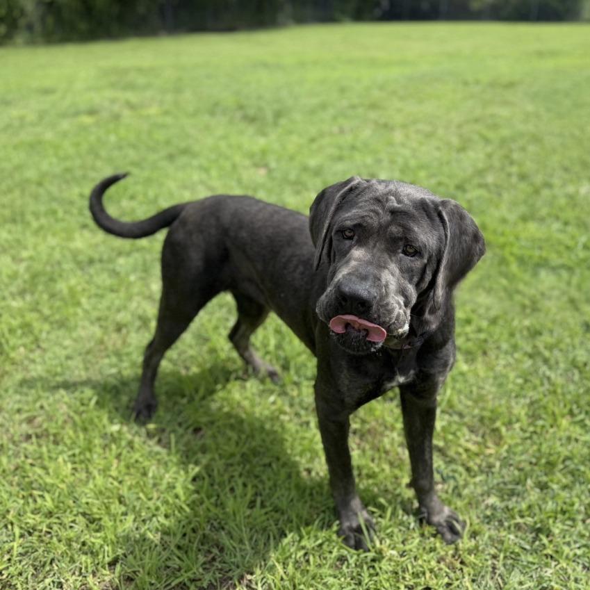 Enlarge Adelaide, a Adoptable Mastiff in Ridgely, MD image 4/6