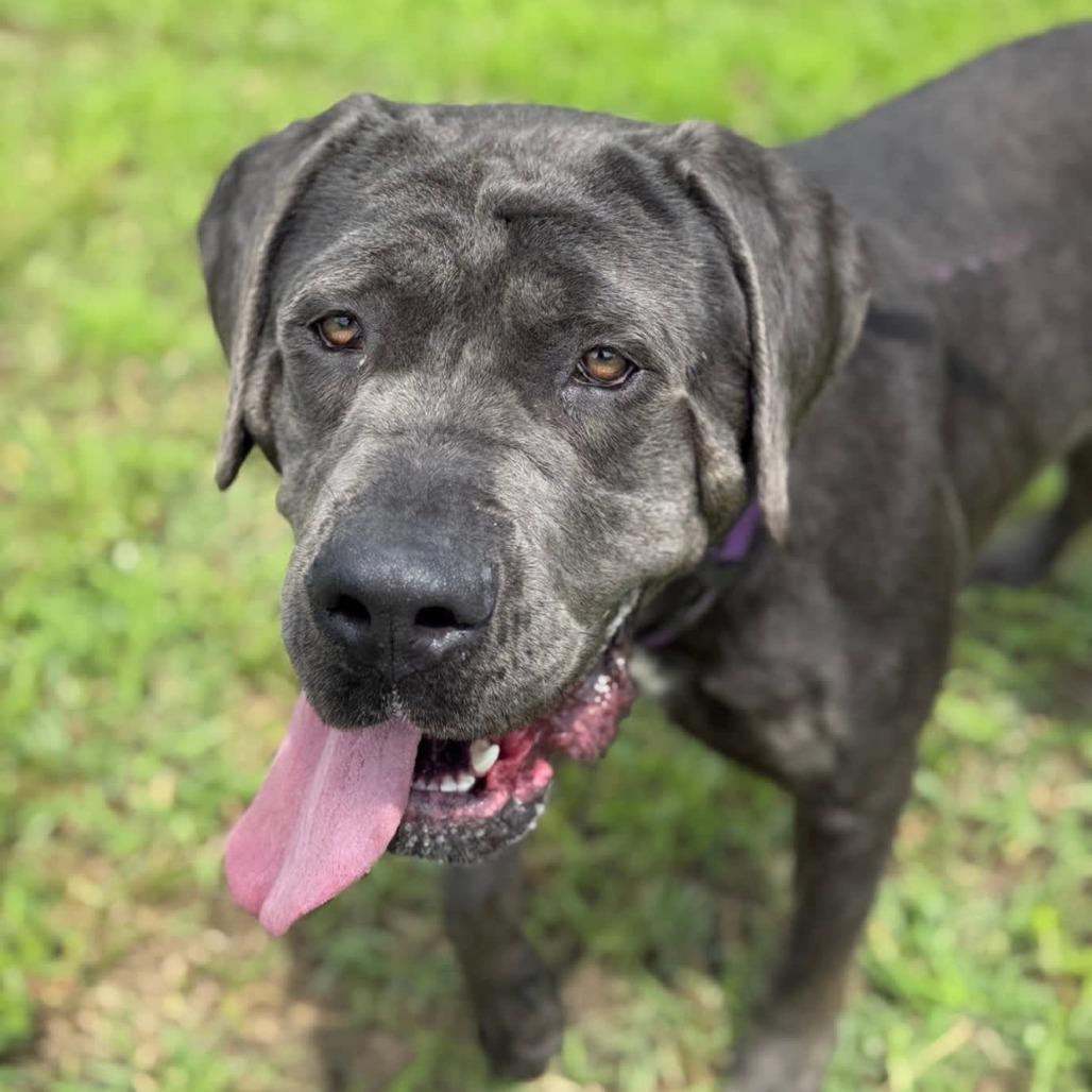 Enlarge Adelaide, a Adoptable Mastiff in Ridgely, MD image 5/6