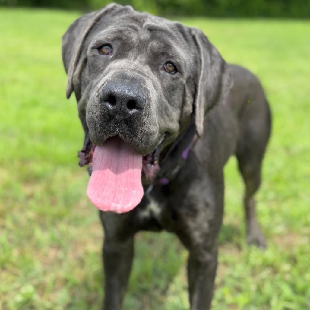 Enlarge Adelaide, a Adoptable Mastiff in Ridgely, MD image 6/6