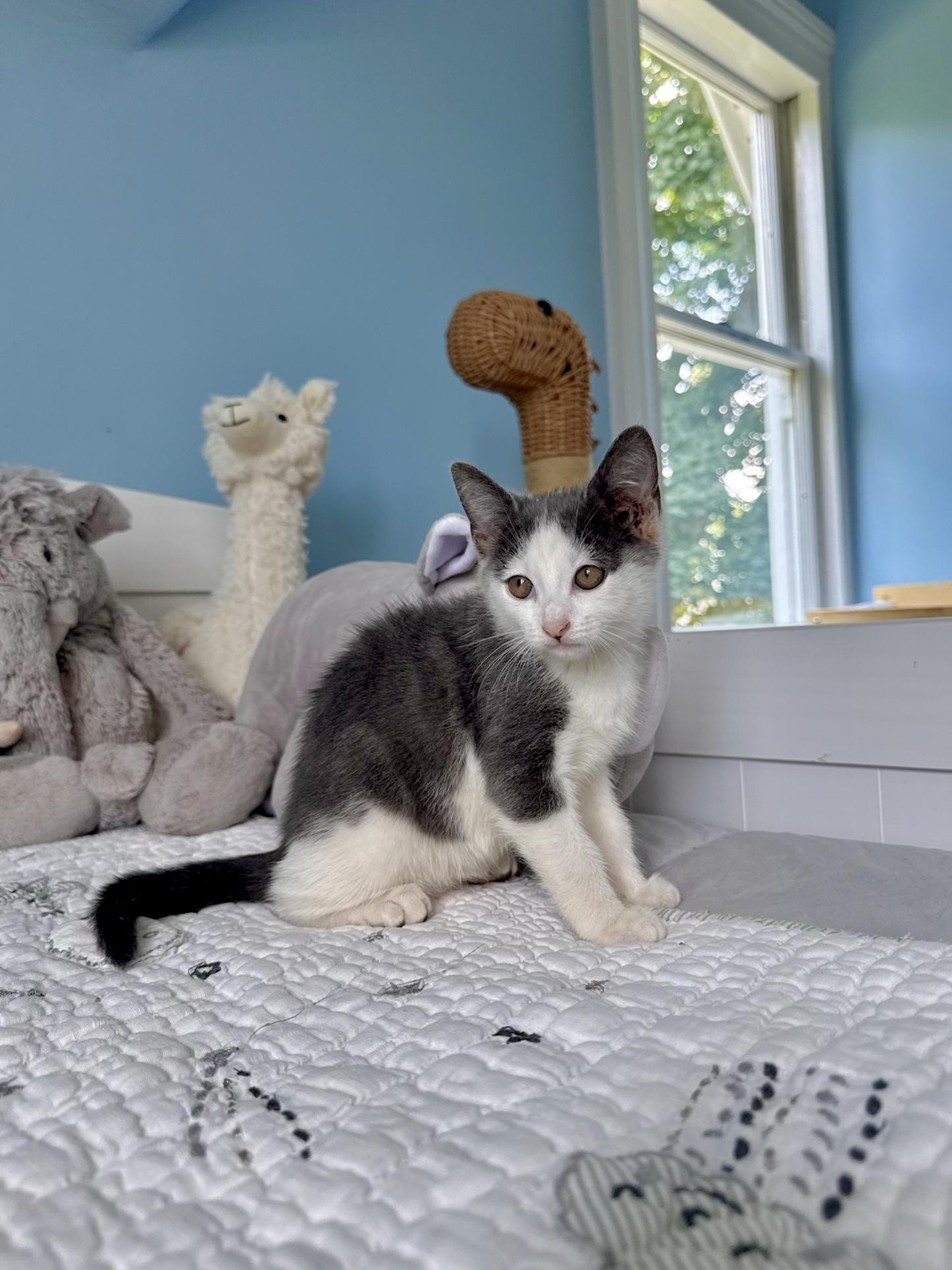 Rowan, a ADOPTABLE Domestic Short Hair in Ramsey, NJ image 2/6