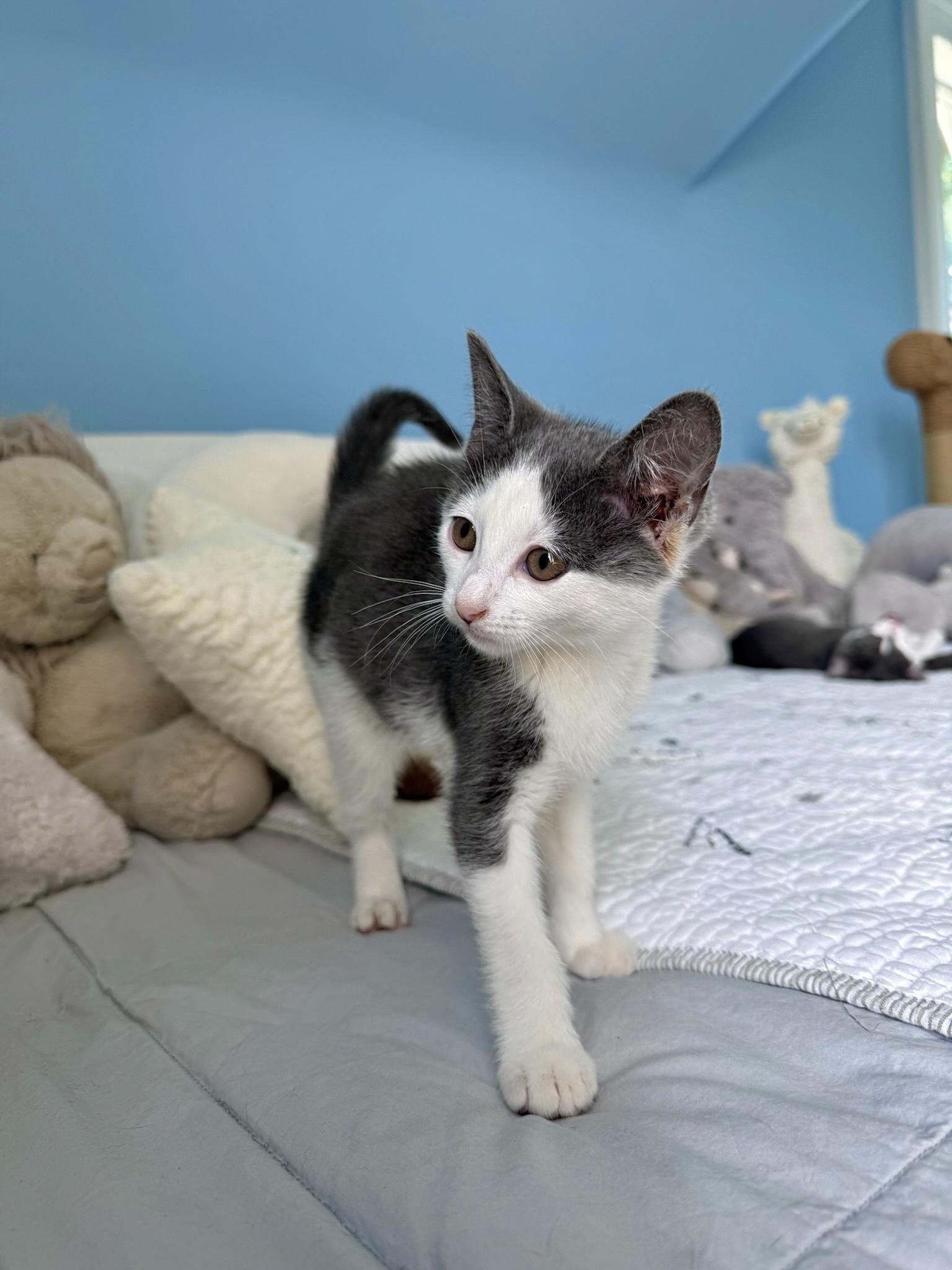 Rowan, a ADOPTABLE Domestic Short Hair in Ramsey, NJ image 1/6