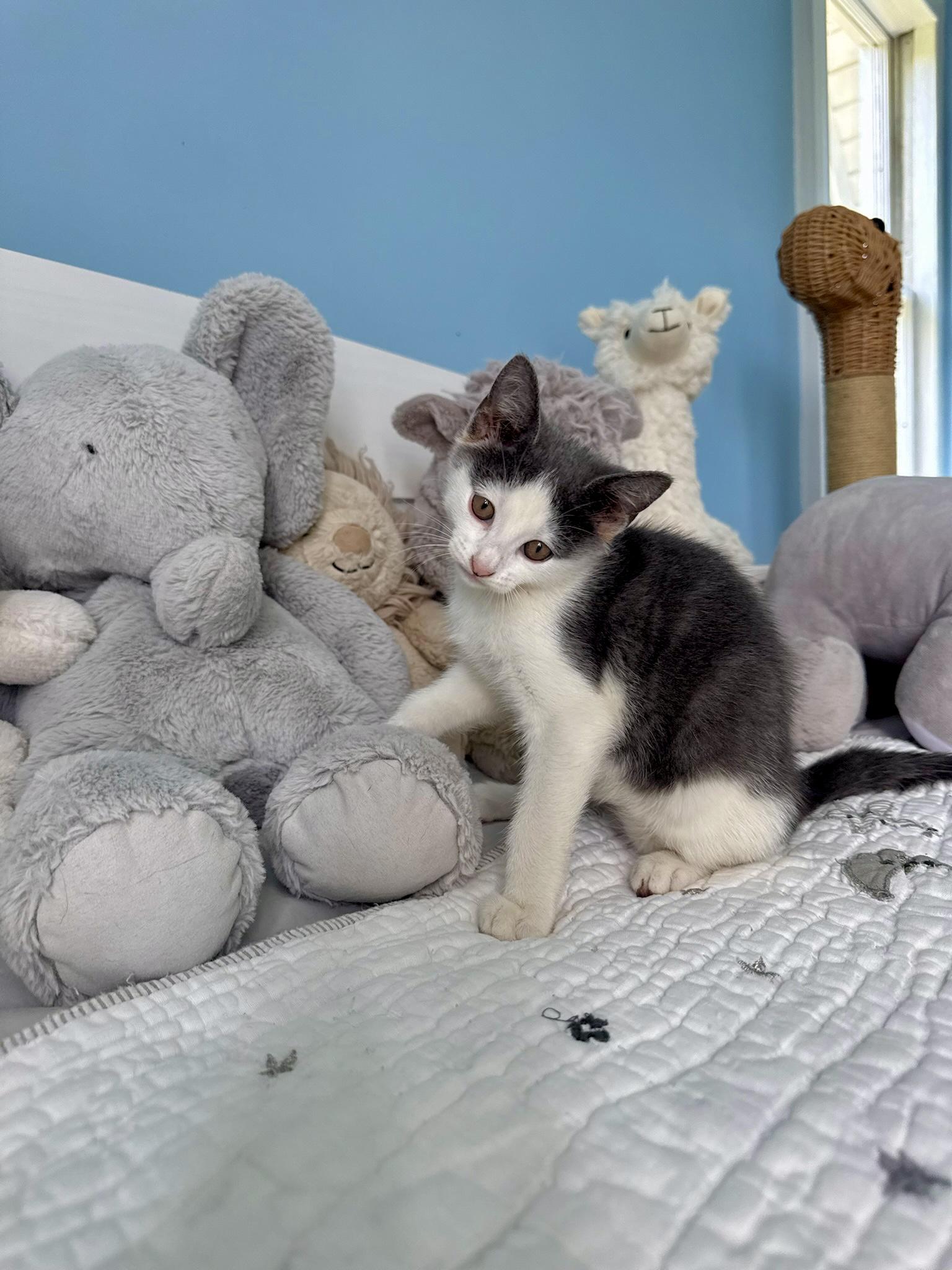 Rowan, a ADOPTABLE Domestic Short Hair in Ramsey, NJ image 5/6