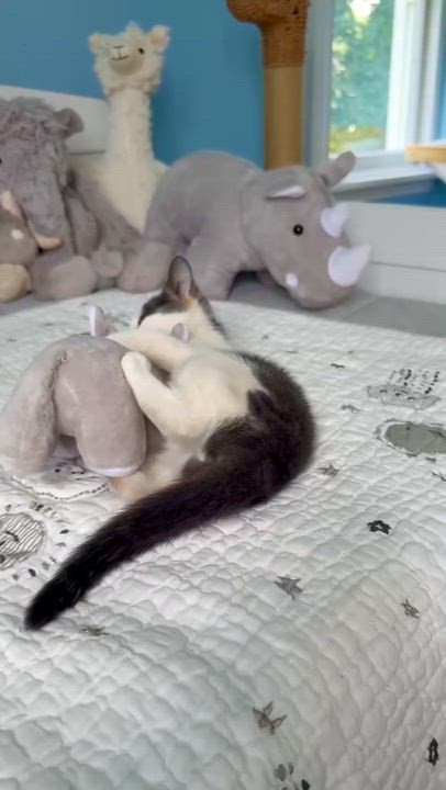 Enlarge Rowan, a ADOPTABLE Domestic Short Hair in Ramsey, NJ video 6/6