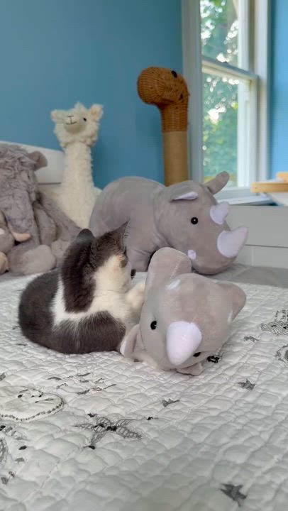 Enlarge Rowan, a ADOPTABLE Domestic Short Hair in Ramsey, NJ video 3/6