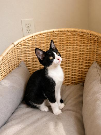 Enlarge Cleo, a Adoptable mixed breed in Boise, ID image 6/6