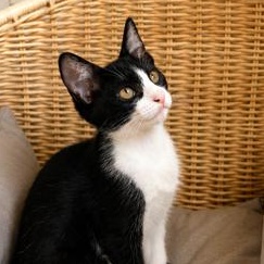 Enlarge Cleo, a Adoptable mixed breed in Boise, ID image 3/6