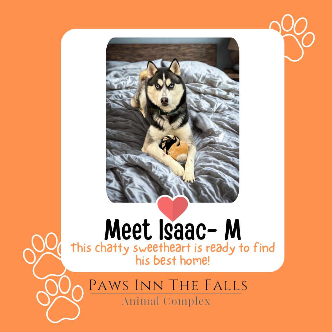 Enlarge Isaac, a ADOPTABLE Siberian Husky in Wheatfield, NY image 1/1