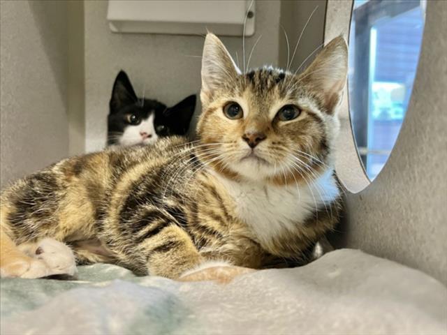 Enlarge THEODORA, a Adoptable Domestic Short Hair in Chapel Hill, NC image 1/1