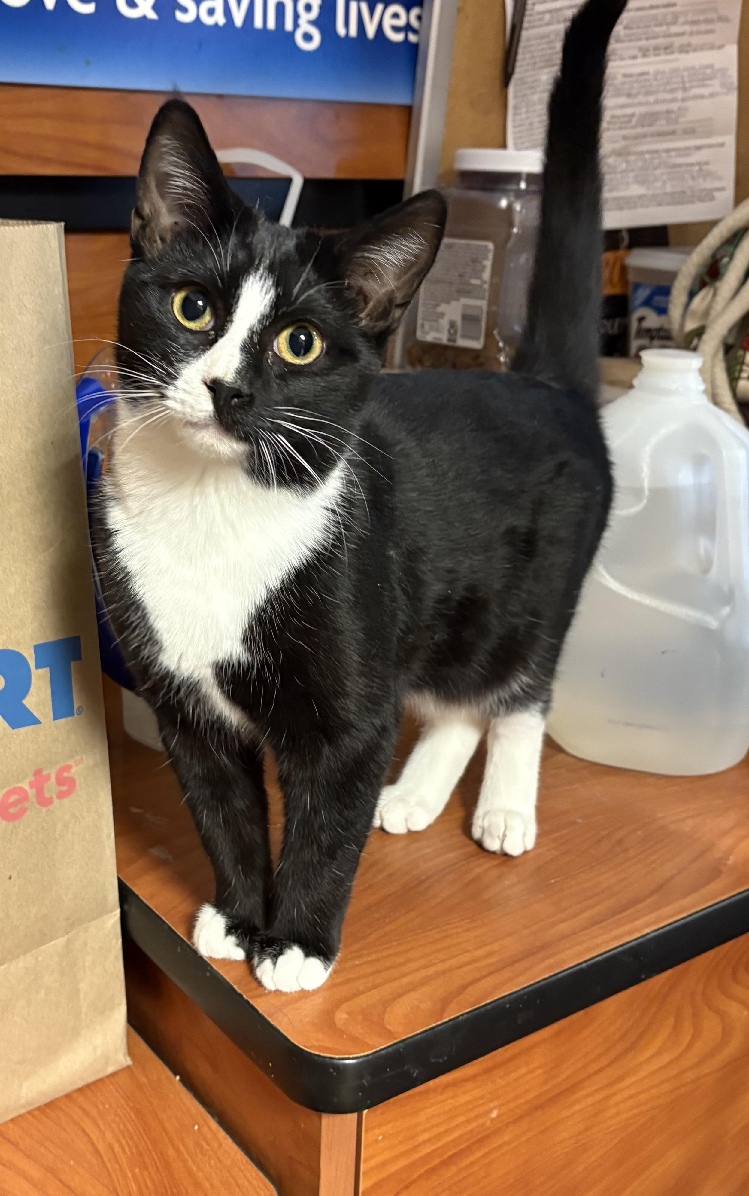 Enlarge Alex, a Adoptable Tuxedo in Columbia, SC image 2/3