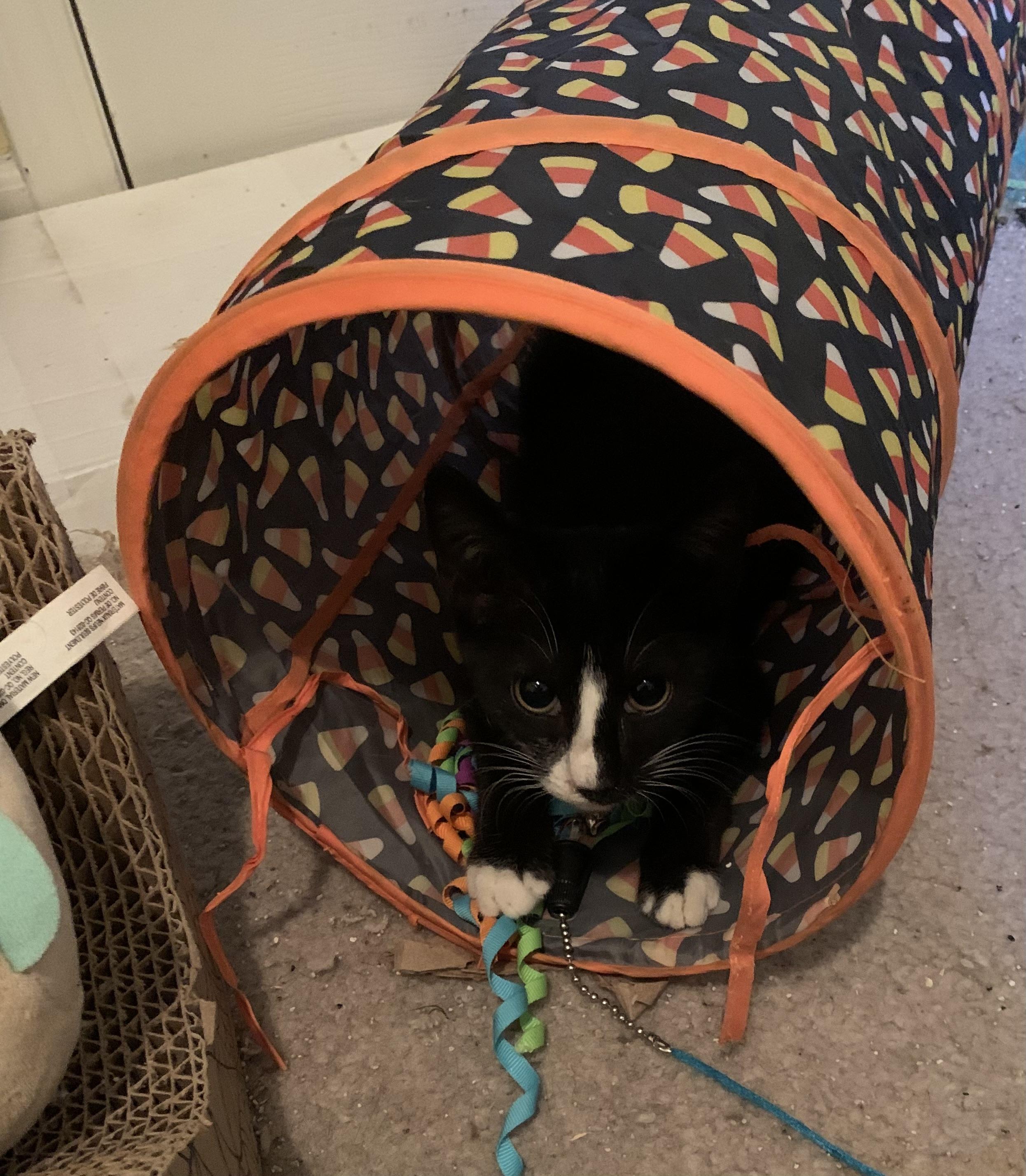 Enlarge Alex, a Adoptable Tuxedo in Columbia, SC image 3/3